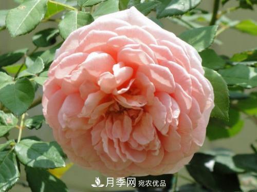 10個品種月季花顏值排行榜，一個比一個驚艷！(圖10)