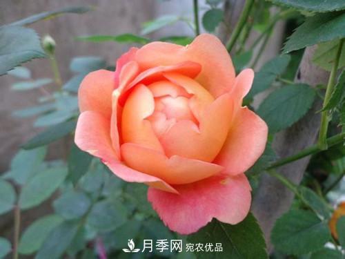 10個品種月季花顏值排行榜，一個比一個驚艷！(圖8)