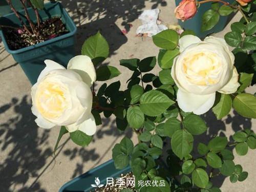 10個品種月季花顏值排行榜，一個比一個驚艷！(圖6)