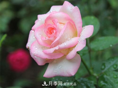 10個品種月季花顏值排行榜，一個比一個驚艷！(圖7)