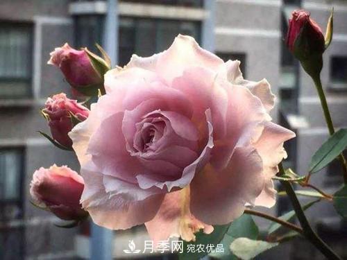 10個品種月季花顏值排行榜，一個比一個驚艷！(圖9)