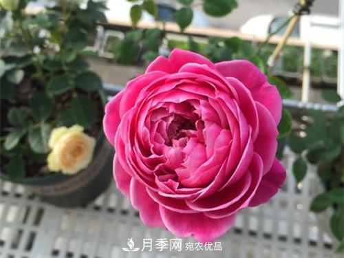 10個品種月季花顏值排行榜，一個比一個驚艷！(圖5)
