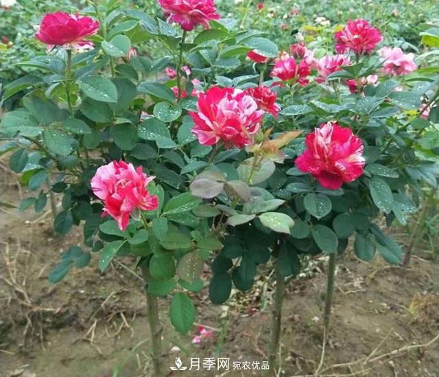 月季花也有壽命你知道嗎？現(xiàn)在告訴你(圖2)
