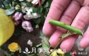 月季扦插專業(yè)知識，讓你少走彎路（圖文版）(圖8)