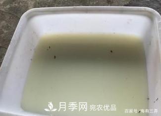 月季扦插專業(yè)知識，讓你少走彎路（圖文版）(圖2)