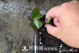 月季扦插專業(yè)知識，讓你少走彎路（圖文版）(圖10)