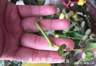月季扦插專業(yè)知識，讓你少走彎路（圖文版）(圖12)