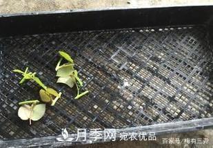 月季扦插專業(yè)知識，讓你少走彎路（圖文版）(圖9)