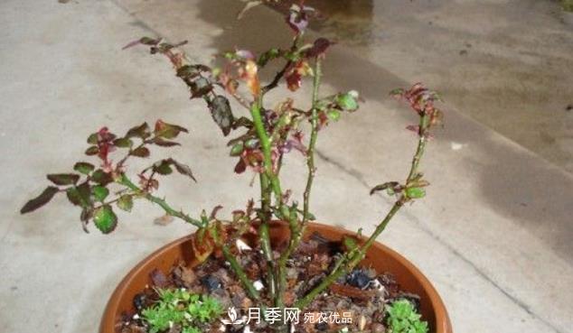 月季花什么時(shí)候修剪？選對(duì)“時(shí)間”，才能花開(kāi)爆，一直開(kāi)花(圖4)