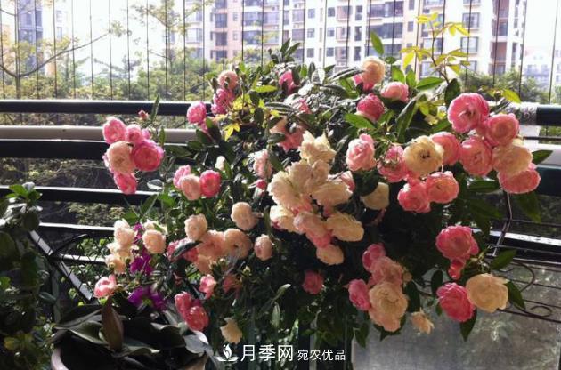 月季花什么時(shí)候修剪？選對(duì)“時(shí)間”，才能花開(kāi)爆，一直開(kāi)花(圖3)