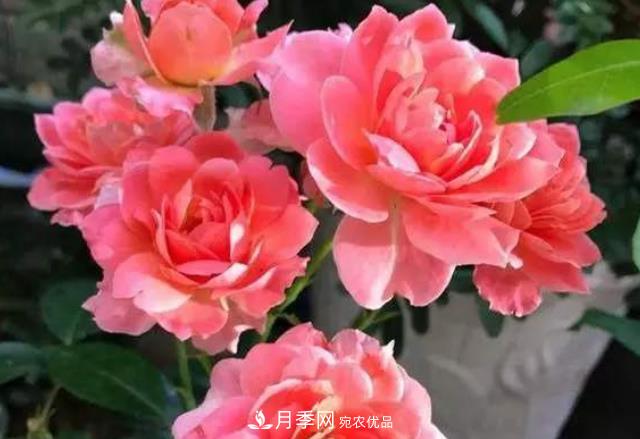 月季花什么時(shí)候修剪？選對(duì)“時(shí)間”，才能花開(kāi)爆，一直開(kāi)花(圖5)