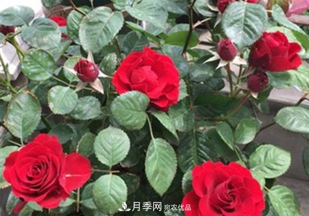 新手養(yǎng)月季須知的“四大點”，熟練掌握，才能輕松養(yǎng)爆盆(圖1)