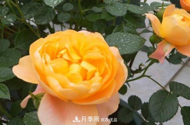 新手養(yǎng)月季須知的“四大點”，熟練掌握，才能輕松養(yǎng)爆盆(圖3)