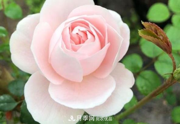 新手養(yǎng)月季須知的“四大點”，熟練掌握，才能輕松養(yǎng)爆盆(圖2)