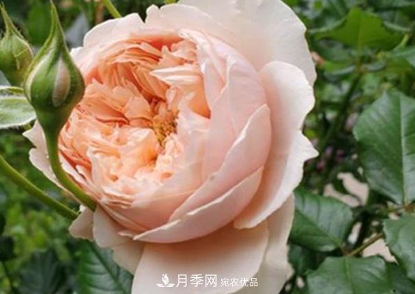 新手養(yǎng)月季須知的“四大點”，熟練掌握，才能輕松養(yǎng)爆盆(圖4)