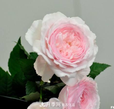 月季品種這么多，就屬這7種香味***好聞(圖4)