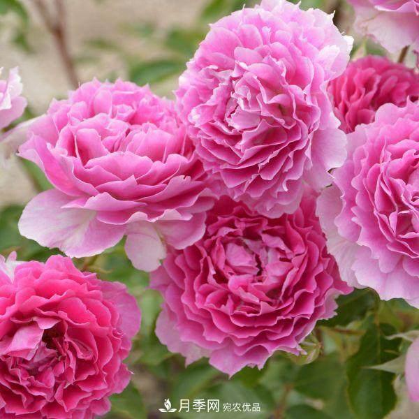 月季品種這么多，就屬這7種香味***好聞(圖6)