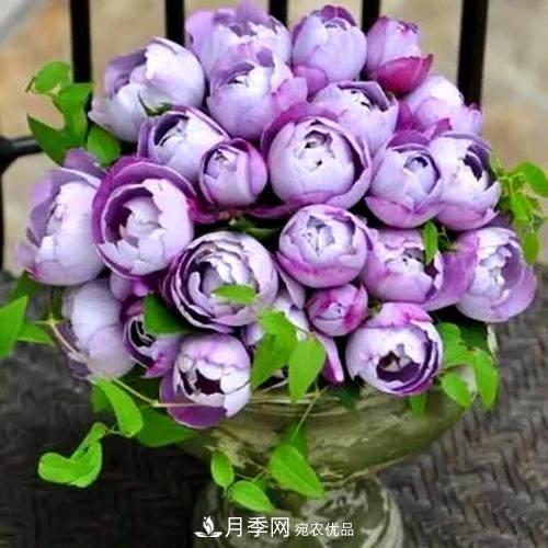 月季品種這么多，就屬這7種香味***好聞(圖8)