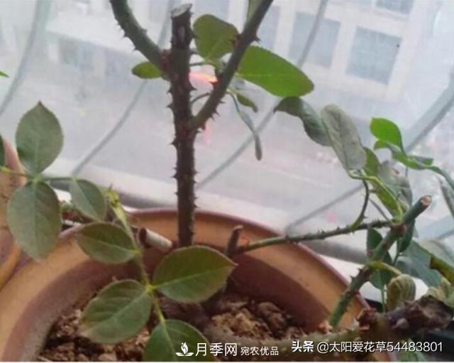 如何避免月季一換盆土就死呢？(圖3)