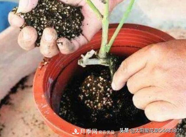如何避免月季一換盆土就死呢？(圖6)