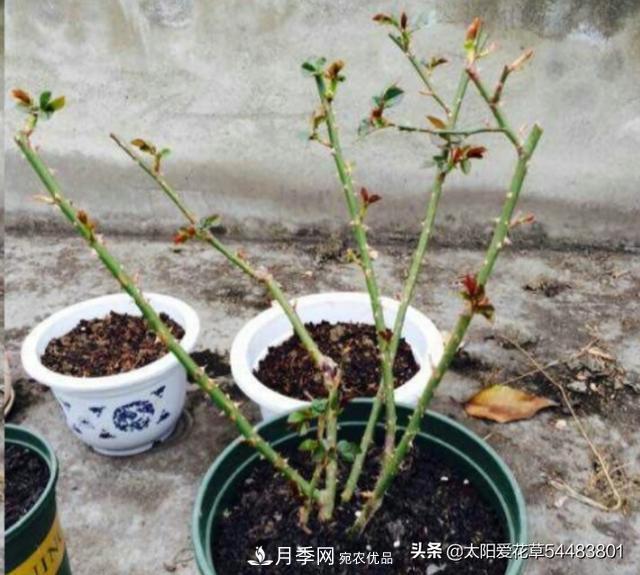 如何避免月季一換盆土就死呢？(圖5)