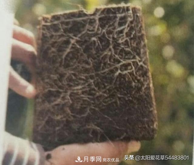 如何避免月季一換盆土就死呢？(圖4)