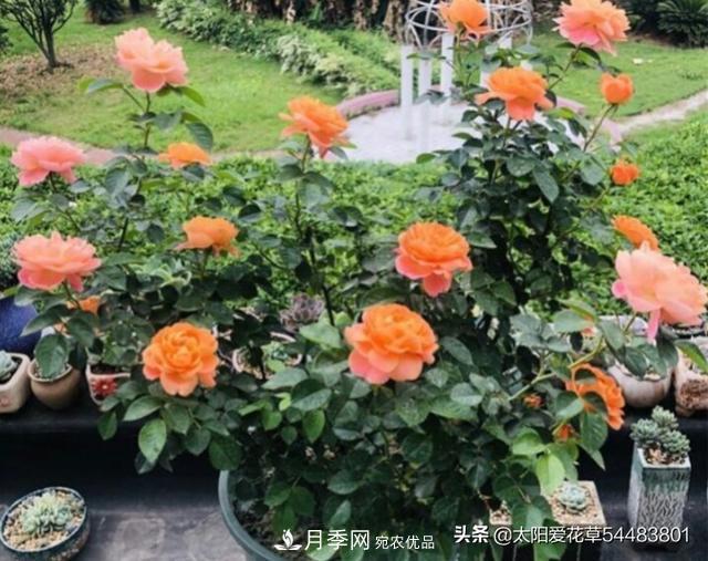 如何避免月季一換盆土就死呢？(圖2)