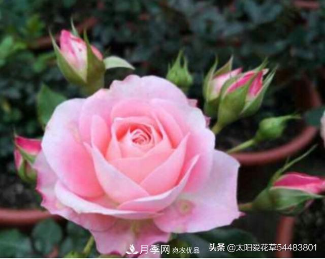 如何避免月季一換盆土就死呢？(圖1)