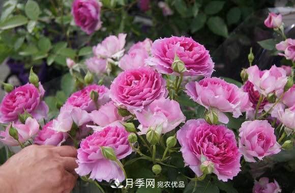 月季中的優(yōu)良品種，天方夜譚，花大量多香味濃，種上就能活！(圖1)