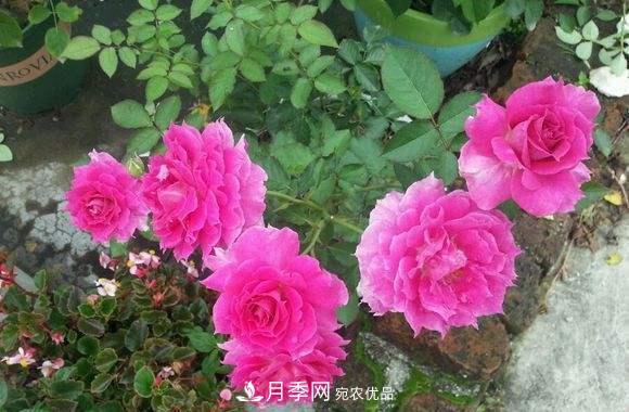 月季中的優(yōu)良品種，天方夜譚，花大量多香味濃，種上就能活！(圖3)