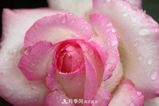 月季養(yǎng)護知識：這樣養(yǎng)出的月季花，花大色艷，枝繁葉茂(圖1)