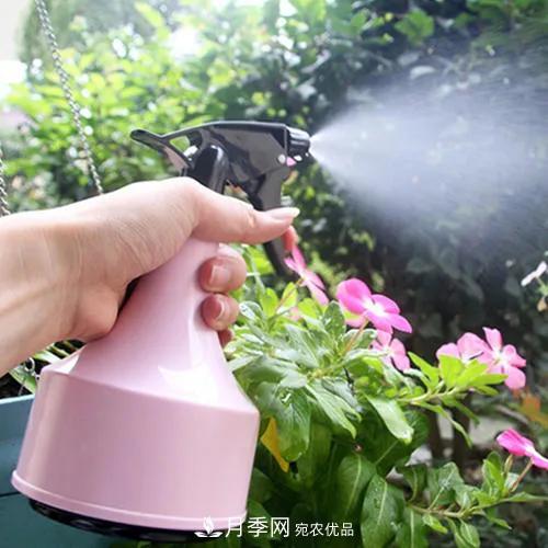 月季養(yǎng)護知識：這樣養(yǎng)出的月季花，花大色艷，枝繁葉茂(圖3)