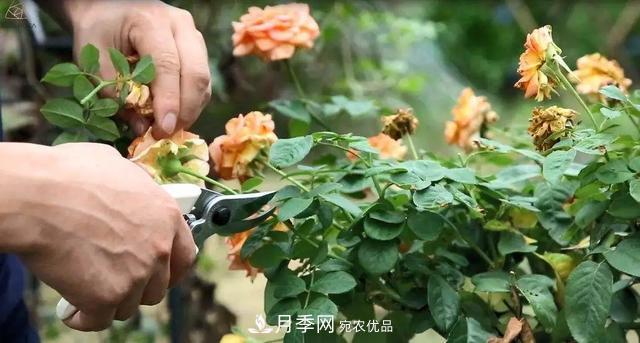 月季養(yǎng)護知識：這樣養(yǎng)出的月季花，花大色艷，枝繁葉茂(圖5)