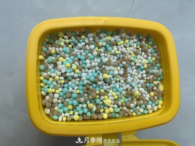 月季養(yǎng)護知識：這樣養(yǎng)出的月季花，花大色艷，枝繁葉茂(圖4)