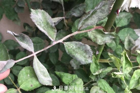 月季葉子上有一層白霜怎么辦？是白粉病嗎(圖2)