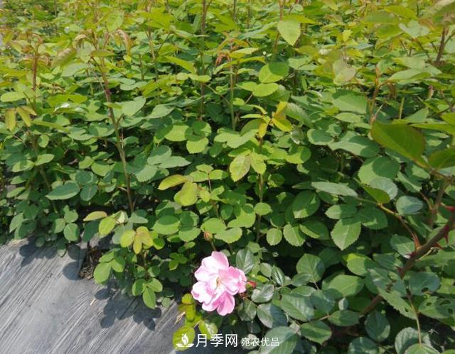 經(jīng)過遠距離運輸?shù)脑录韭愀?，如何定植上盆?圖1)