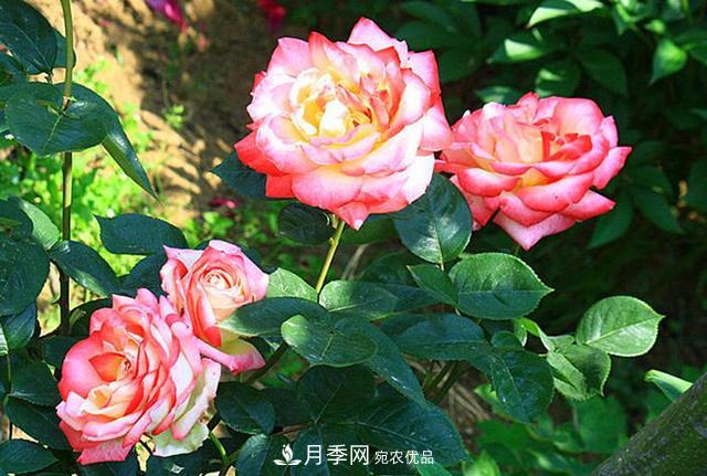 夏季養(yǎng)月季花，澆水施肥都是重點(diǎn)，整錯(cuò)了就黃葉爛根生長差(圖2)