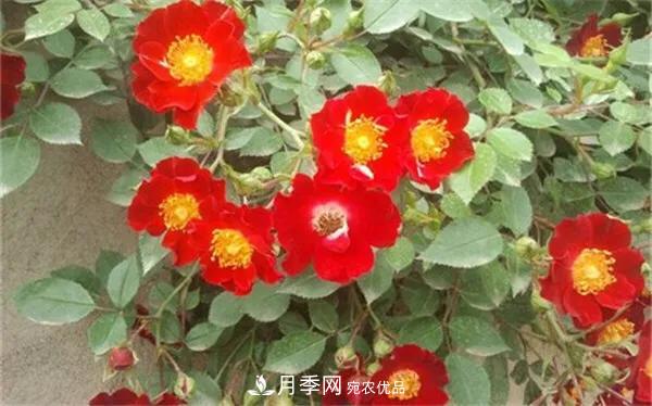 地被月季～城鄉(xiāng)綠化、園林美化的優(yōu)秀選擇（附：品種說(shuō)明及圖片）(圖6)