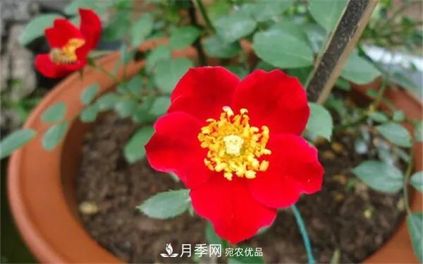 地被月季～城鄉(xiāng)綠化、園林美化的優(yōu)秀選擇（附：品種說(shuō)明及圖片）(圖5)