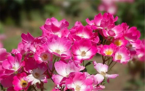 地被月季～城鄉(xiāng)綠化、園林美化的優(yōu)秀選擇（附：品種說(shuō)明及圖片）(圖4)