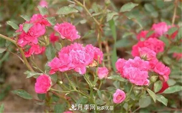 地被月季～城鄉(xiāng)綠化、園林美化的優(yōu)秀選擇（附：品種說(shuō)明及圖片）(圖12)