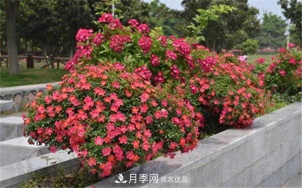 地被月季～城鄉(xiāng)綠化、園林美化的優(yōu)秀選擇（附：品種說(shuō)明及圖片）(圖9)