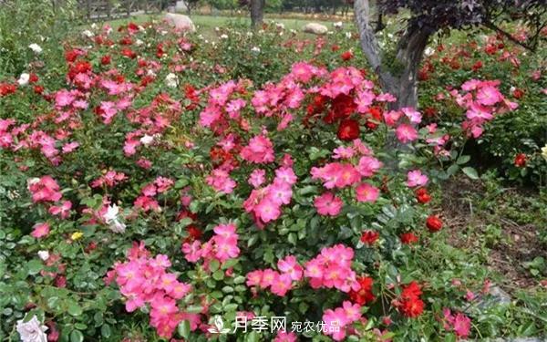 地被月季～城鄉(xiāng)綠化、園林美化的優(yōu)秀選擇（附：品種說(shuō)明及圖片）(圖10)