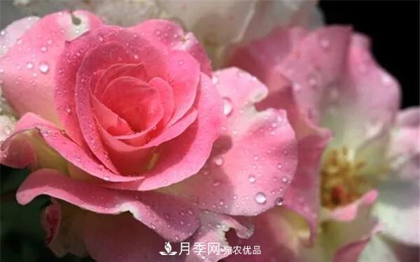 地被月季～城鄉(xiāng)綠化、園林美化的優(yōu)秀選擇（附：品種說(shuō)明及圖片）(圖11)