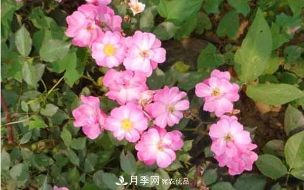 地被月季～城鄉(xiāng)綠化、園林美化的優(yōu)秀選擇（附：品種說(shuō)明及圖片）(圖13)