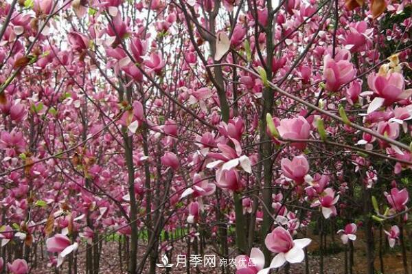 紫玉蘭樹(shù)到底是灌木還是小喬木？(圖2)