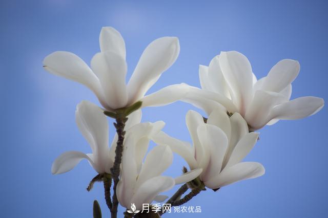 玉蘭樹：花先枝葉開，綻放一樹華(圖1)