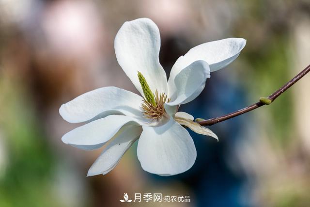 玉蘭樹：花先枝葉開，綻放一樹華(圖2)