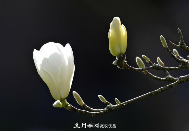 玉蘭樹：花先枝葉開，綻放一樹華(圖3)