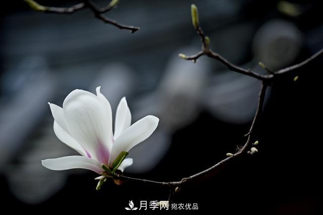 玉蘭樹：花先枝葉開，綻放一樹華(圖7)